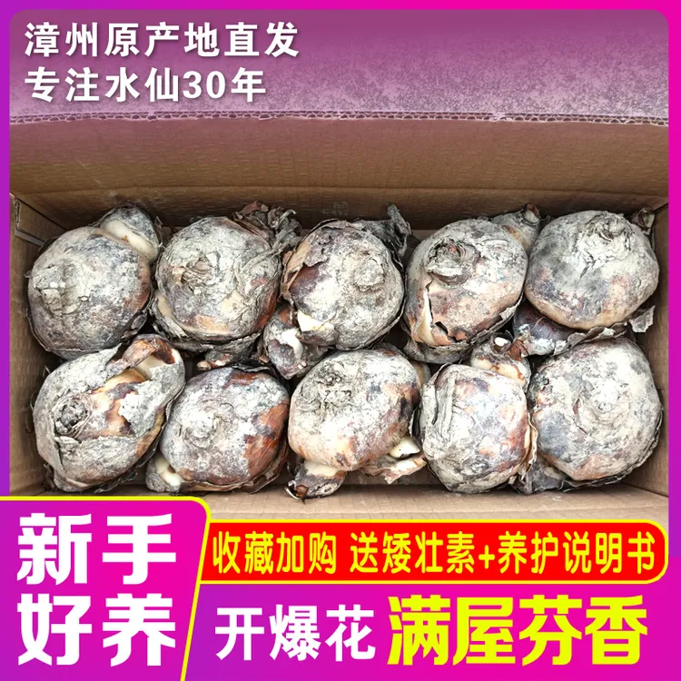 正宗漳州水仙花种球单瓣水培土养盆栽植物秋冬室内芳香年宵花卉