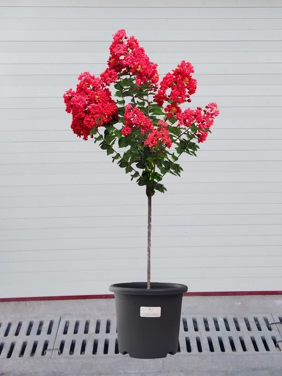 红火箭紫薇花原土发货