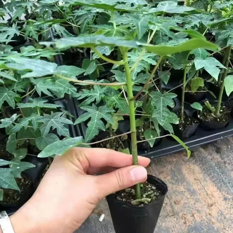冰糖红心草本绿植新手阳台庭院屋前屋后种植