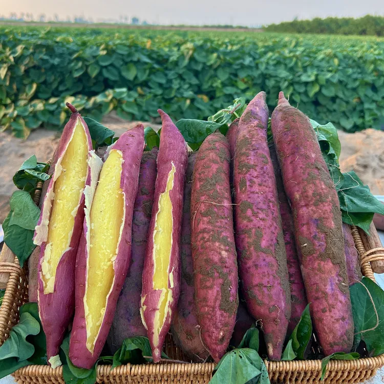 陕西-板栗红薯-产地直发香粉微甜5斤-9斤