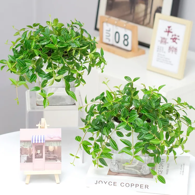 【买一送一】钻石翡翠盆栽客厅室内吊兰藤类绿植四季好养活常绿