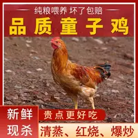 【竹林】农家放养100天黄脚童子鸡 红烧 爆炒 3只总重4斤