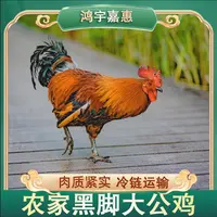 【竹林】放养黑脚公鸡 肉质鲜嫩 3只净重9斤 