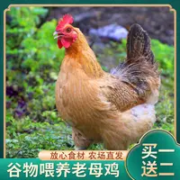 【阿伟农场】放养黄油老母鸡三只 净重6斤
