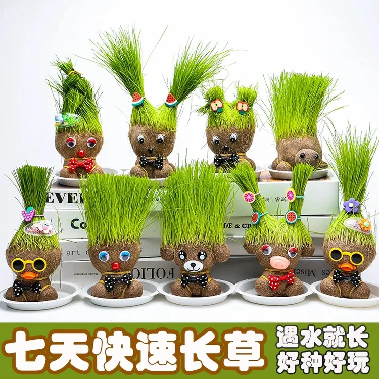 草头长草娃娃头上长草儿童种植小盆栽种草绿植观察植物桌面幼儿园