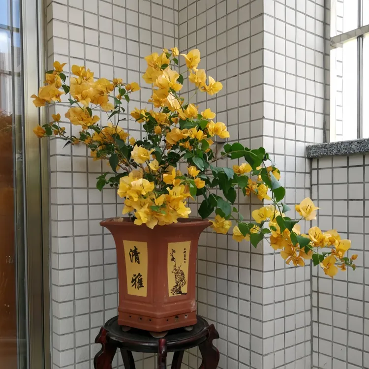 加洲黄金三角梅小苗原土带叶扦插苗盆栽室外庭院阳台花卉植物耐热