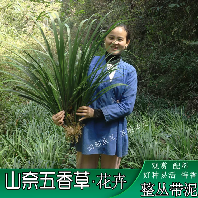 贵州深山大叶茴香菖蒲山奈红根五香草整丛兜新鲜绿植四季常青香草