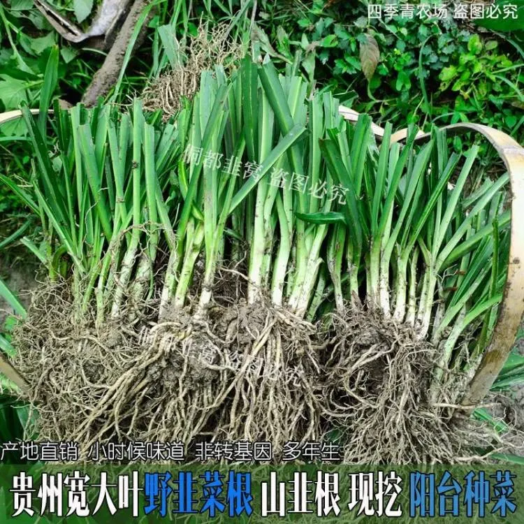 贵州大叶韭菜根苗现挖野韭菜山韭石韭老品种绿植盆栽好种韭菜根苗
