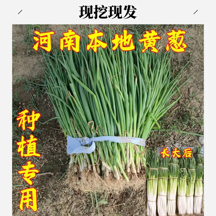 河南安徽本地黄葱苗黄河大葱苗葱香味浓现挖现发种植粗细发货