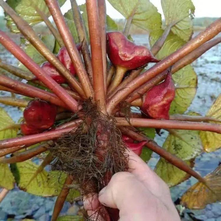 菱角种子高产青菱角种苗两角菱角红菱角池塘种植成熟发芽菱角农家