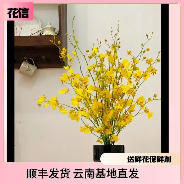 跳舞兰鲜切花家庭办公室插花水养鲜花可做干花云南昆明基地直发