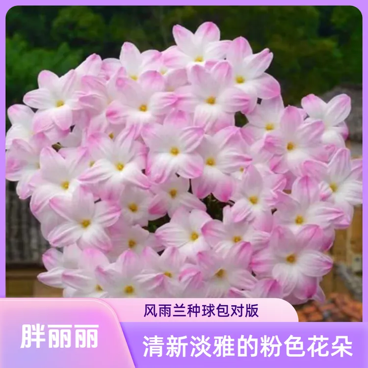 风雨兰球根花卉，夏季开花
