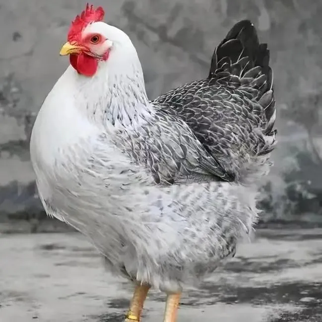 宠物白芦花饲料营养均衡适口性强