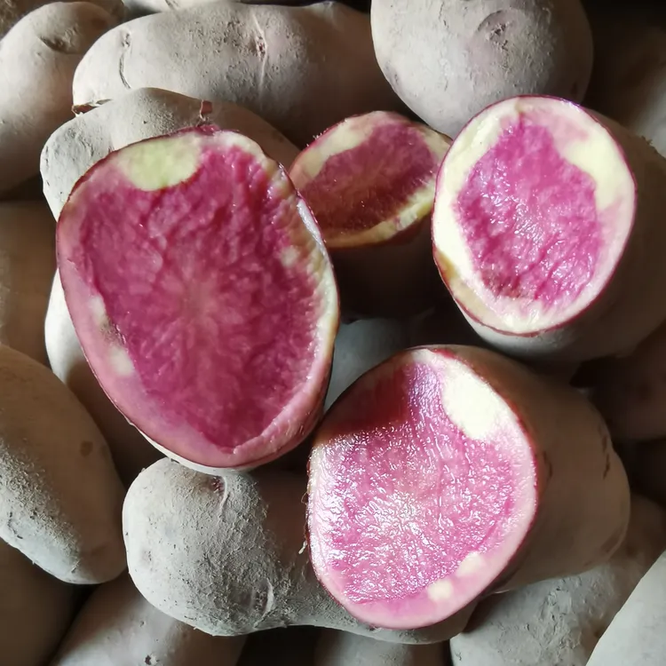 陇薯26 红皮红心 金边红土豆 红土豆马铃薯5斤包邮