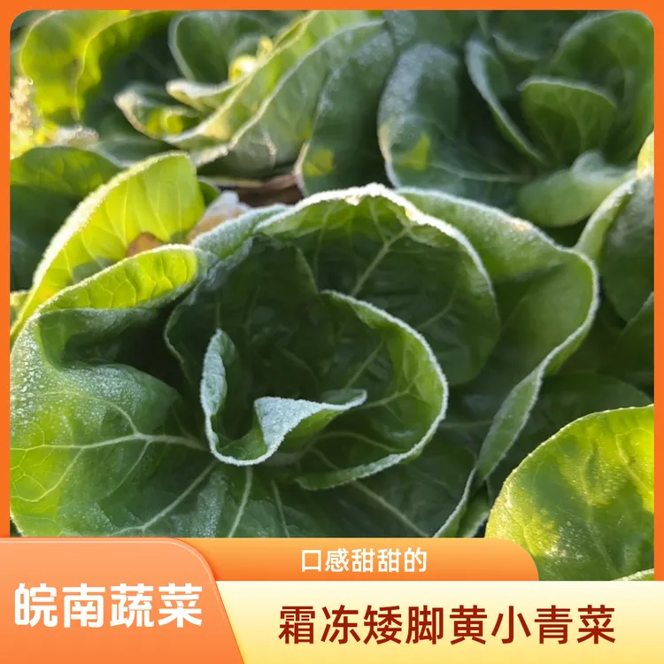 【当天现采现发】皖南农家老品种蔬菜露天霜冻矮脚黄小青菜菜苔甜糯