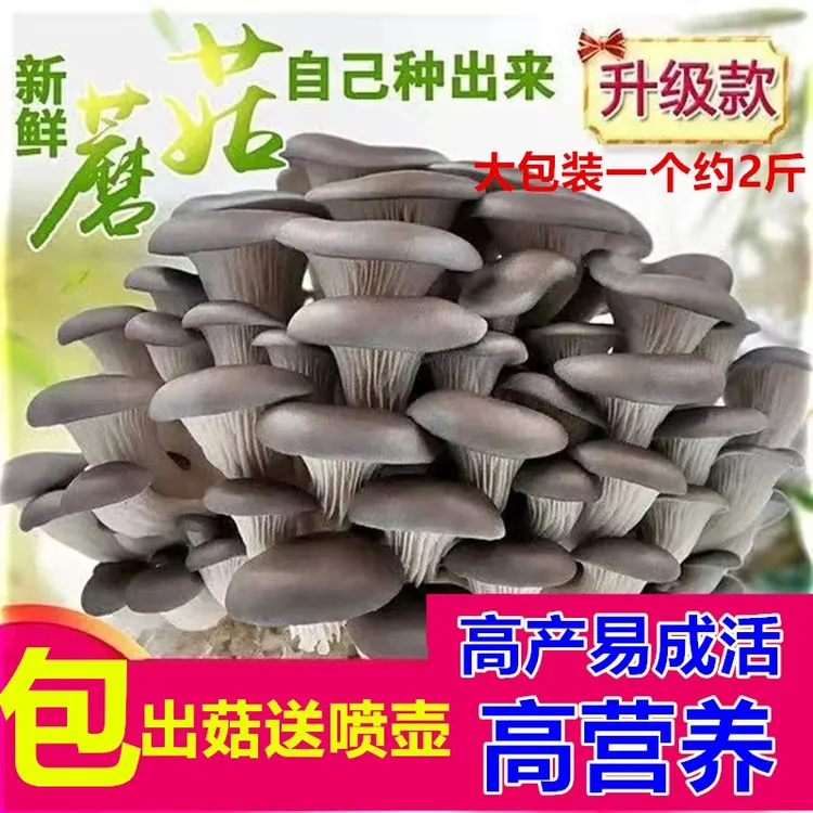 大蘑菇菌菇菌包菌种种植包平菇菌种食用菌家庭室内种植蘑菇蘑菇