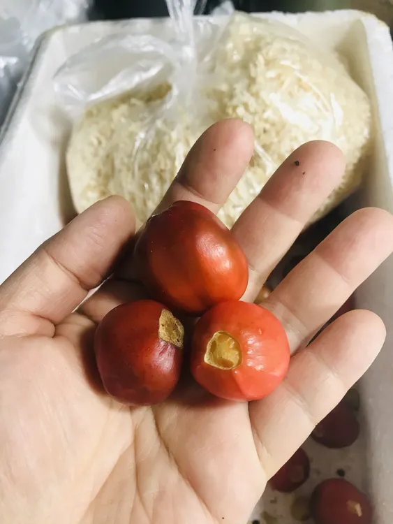 君子兰混合品种花籽 10粒送2粒送松针腐叶或爆花新疆西藏不发