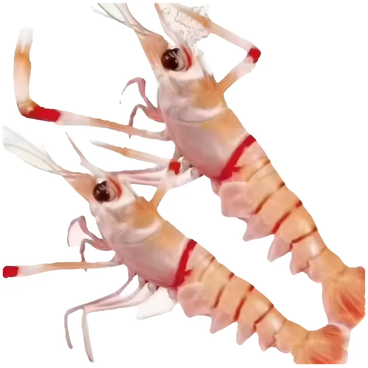 【直播优惠--鳌虾】高端刺身海鲜新鲜鲜活海鲜生鲜日料食材虾天然虾