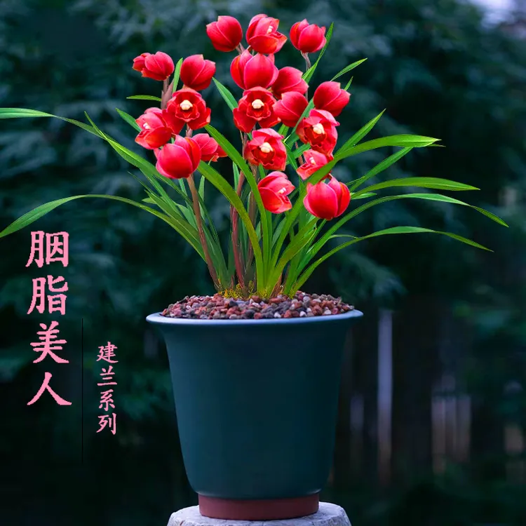 兰花苗盆栽【胭脂美人】浓香型好养活建兰名贵品种精品绿植室内花卉