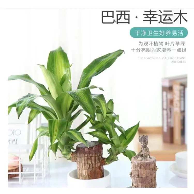 【新疆包邮】水培巴西木水养四季幸运木格鲁特绿植盆栽