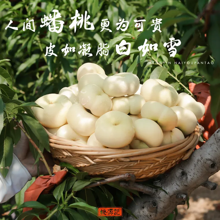 正宗山东奶油蟠桃孕妇孕期解馋零食香脆现摘脆甜夏季解暑水果桃子
