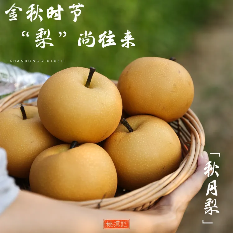正宗山东秋月梨头茬过果园直发特级精品大果中秋送礼送人秋季水果