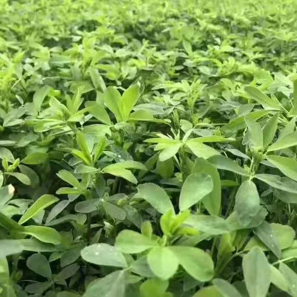 多年生紫花苜蓿，一级净籽大叶型苜蓿