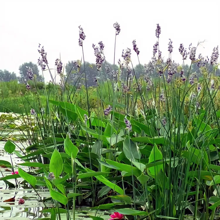 再力花水竹芋多年生水生植物花园水池鱼缸水景观驳岸湿地公园绿化