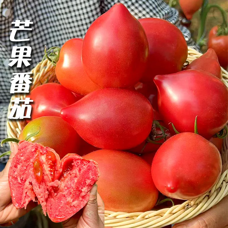 超甜芒果番茄种子春秋季播水果蔬菜籽盆栽味甜沙瓤老西红柿种孑
