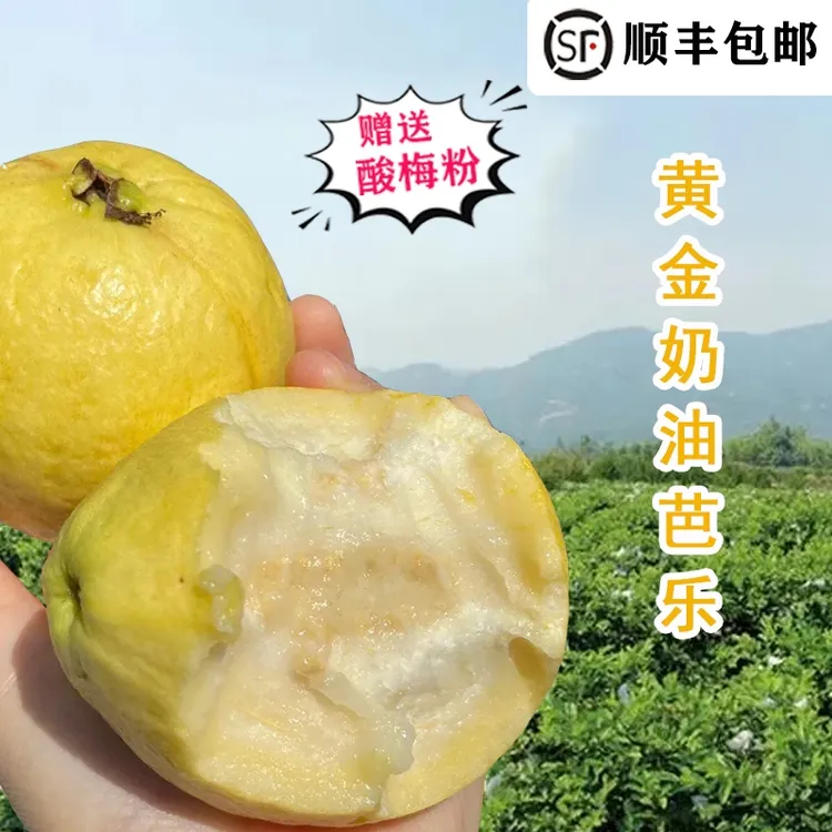 福建漳州软心番石榴白心5斤新鲜软糯香甜树上熟芭乐果顺丰发货