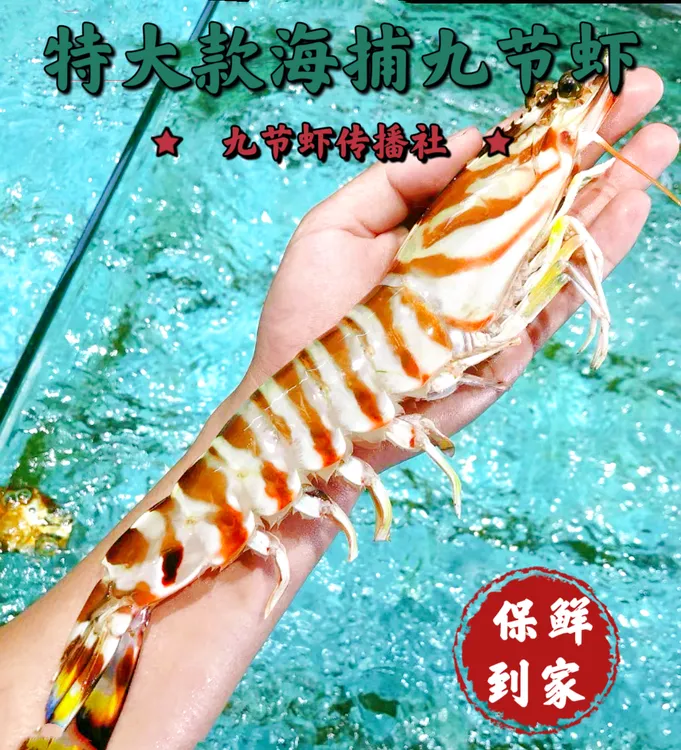 鲜活速冻-特大款福建东海九节虾/斑节虾/竹节虾海虾营养大虾鲜甜