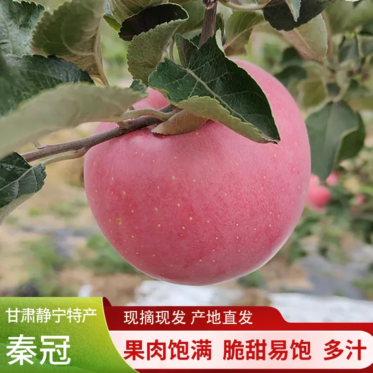 甘肃静宁苹果 2024新果 秦冠 现摘现发