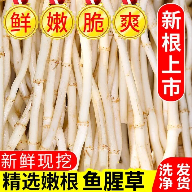 鱼腥草新鲜折耳根现挖嫩根农家蔬菜湖北爽口贵州节节根凉拌菜250g