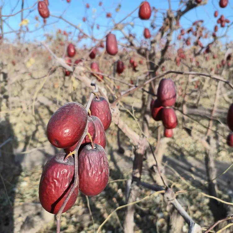 和田大枣一级二级5斤（3.5厘米—4.5厘米）