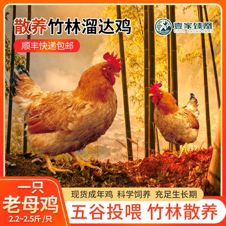 【吃鸡又吃蛋】壹家臻凰竹林散养上山爬树自由奔跑羽翼丰满土鸡