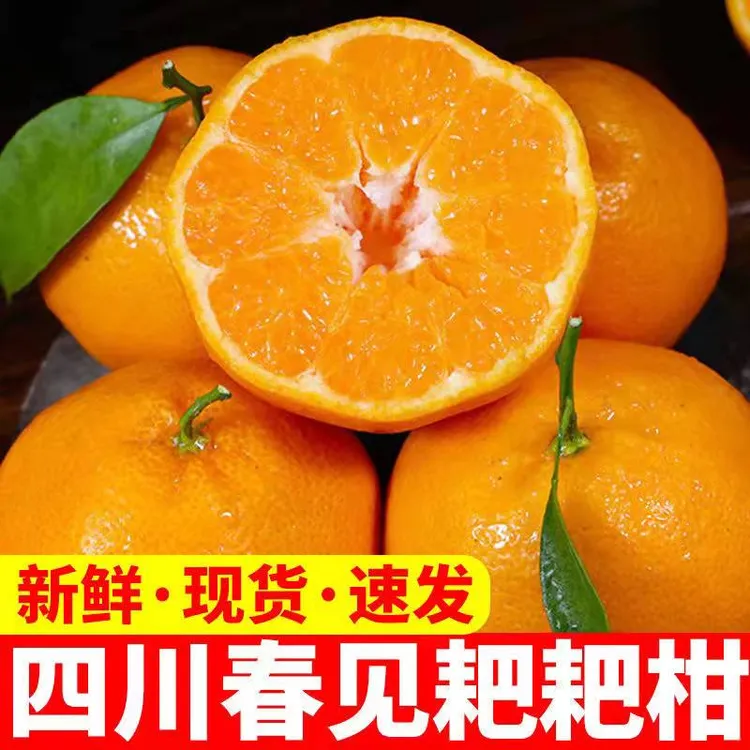 【春见耙耙柑】当季新鲜水果-四川春见耙耙柑橘 爆汁酸甜 果园直销