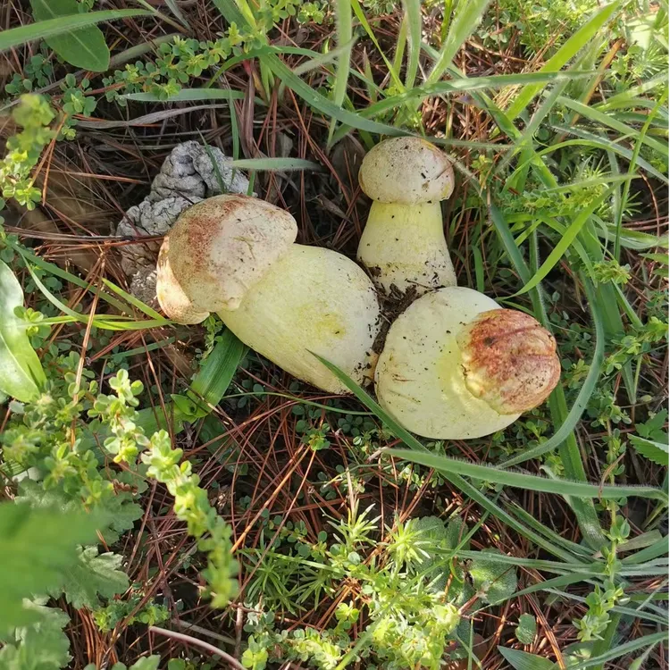 云南野生菌 白葱牛肝菌  顺丰特快包邮