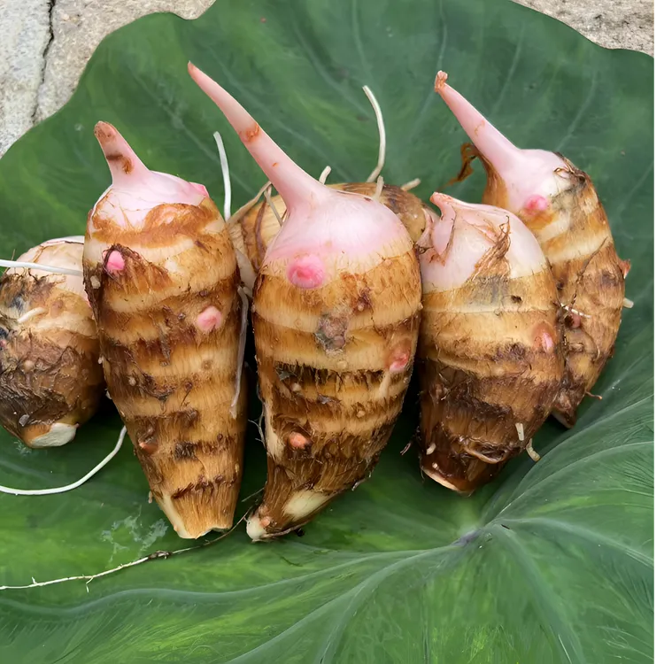 江西赣南农家红芽芋头芋艿小芋头毛芋芋子软糯滑优选