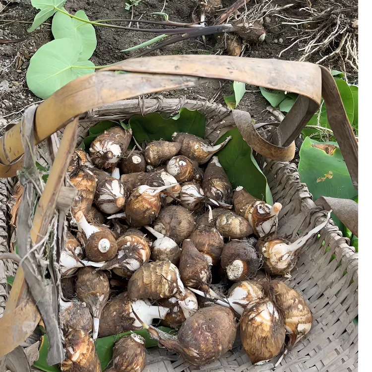 江西赣南农产品白芽芋子芋艿毛芋子芋头软糯滑3斤/5斤