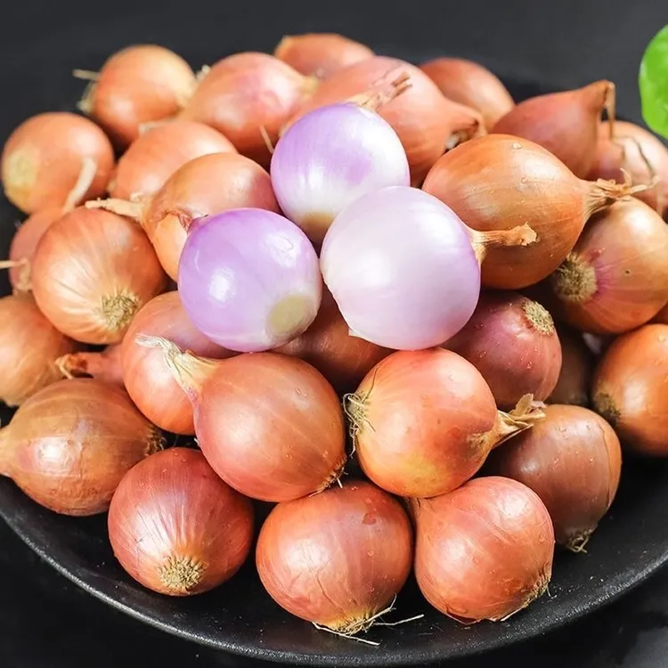 东北农家优质毛葱5斤包邮