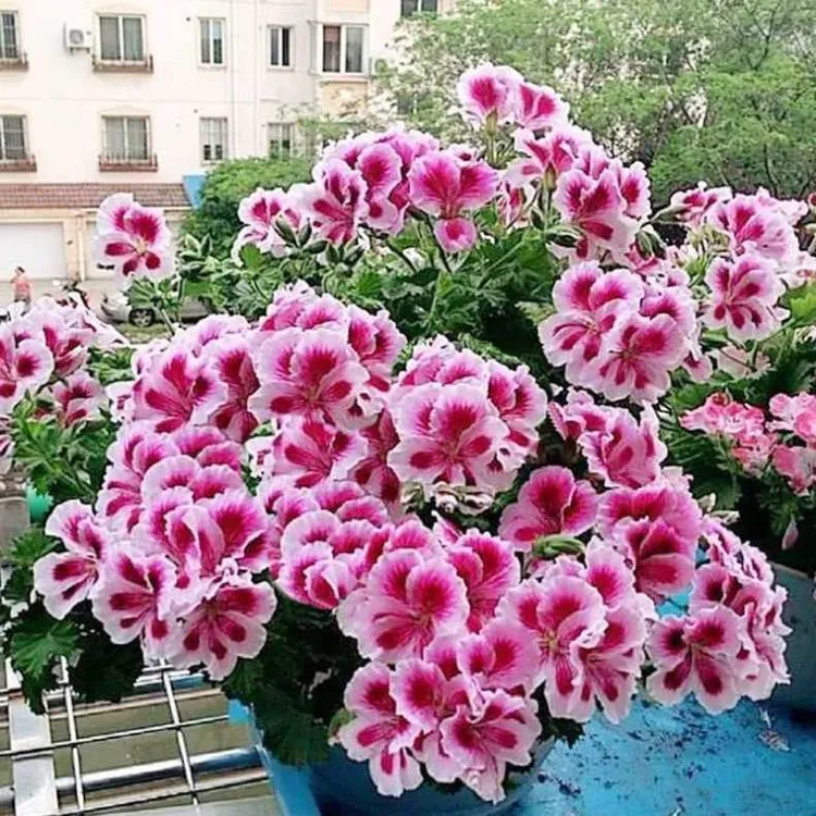 天竺葵花种子四季种室内阳台盆栽耐热耐寒花卉种籽多年生
