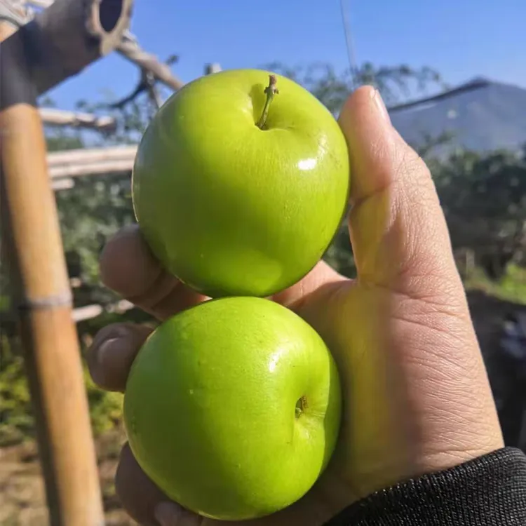 【顺丰/京东】贵妃牛奶枣蜜枣青枣脆甜多汁新鲜应季水果福建漳州