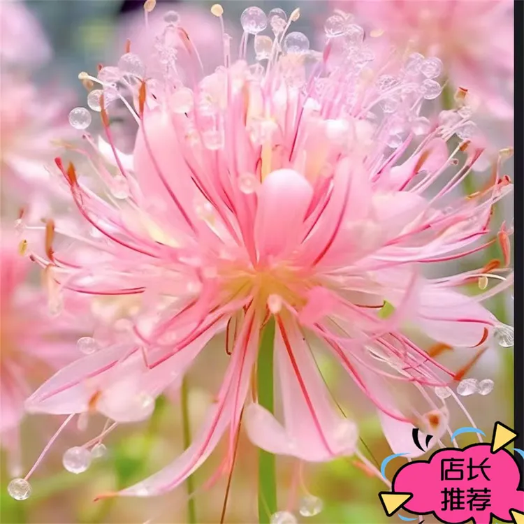 多年生球根耐寒耐热花种苗浓香四季彼岸花种球水土培石蒜曼珠沙华