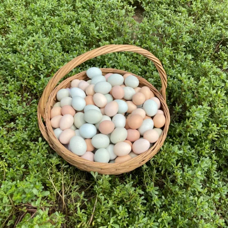 50枚【混装】土鸡蛋轩峰农场