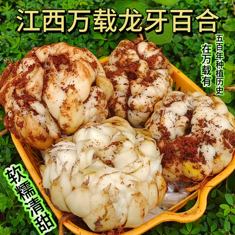 [现挖百合][不苦][坏果赔]江西万载龙牙百合新鲜的百合农产品百合