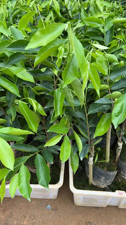 奇楠沉香苗红骨凹身品种绿奇楠苗木奇楠苗名贵奇楠苗可绿植盆栽