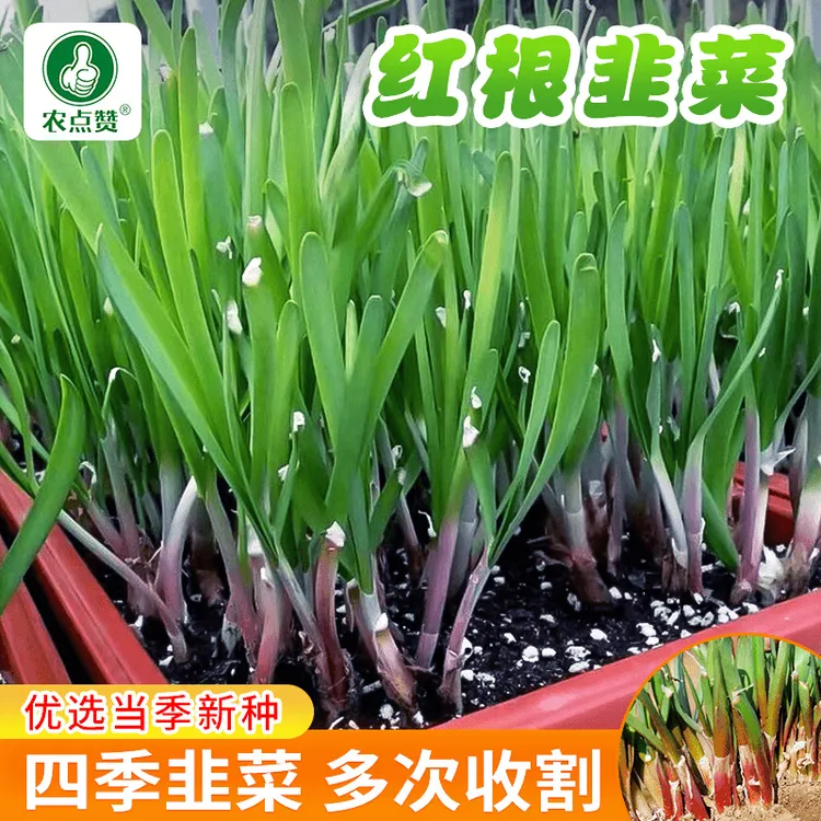 红根宽叶韭菜种子四季种植阳台盆栽小菜园可种植绿色蔬菜