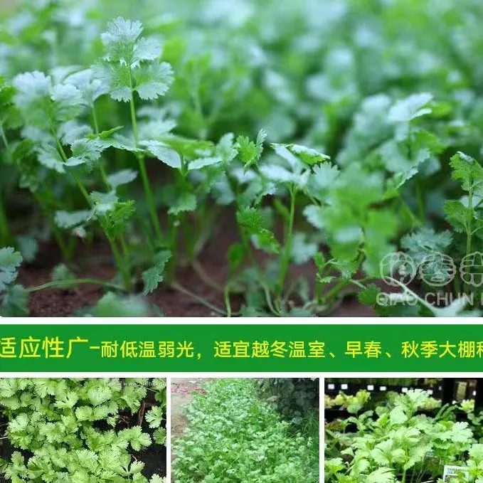 四季小香菜种子阳台室内生长盆栽庭院蔬菜种子四季种植香菜籽播种