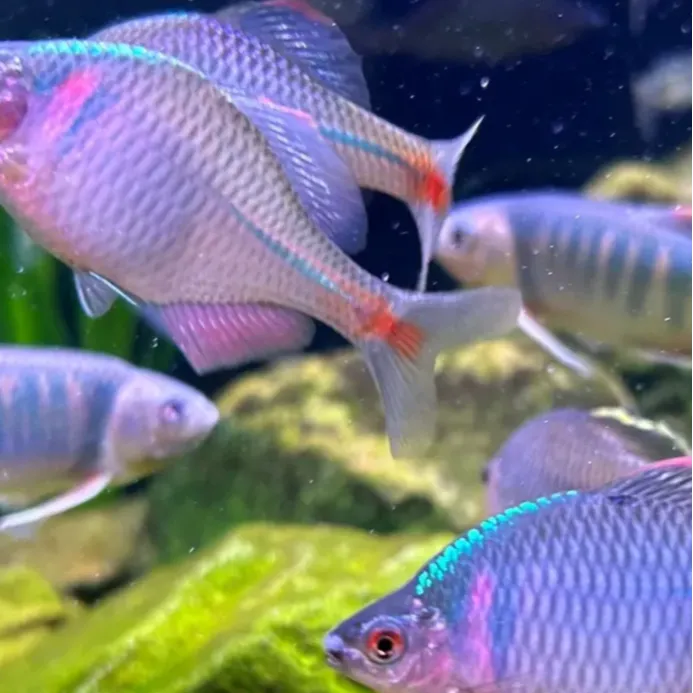 七彩高体鳑鲏鱼 一盘一拍