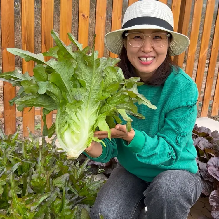 【直播】紫丫花叶油麦菜种子丫丫菜种子